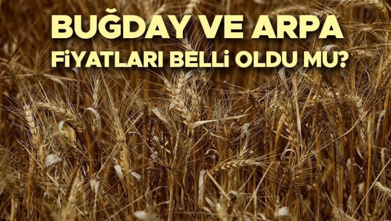 2025 Buğday Satın Alma | Buğday ve tahılların fiyatları ne zaman açıklanacak, buğdayın fiyatları mıydı? İşte mevcut temel fiyatlar!