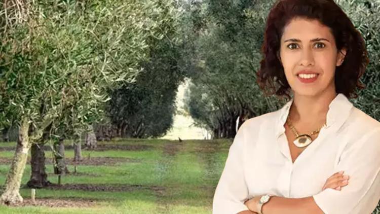 Yeküd Madencilik Yasası! “Zeytin ağaçları kesmeden taşınacak”