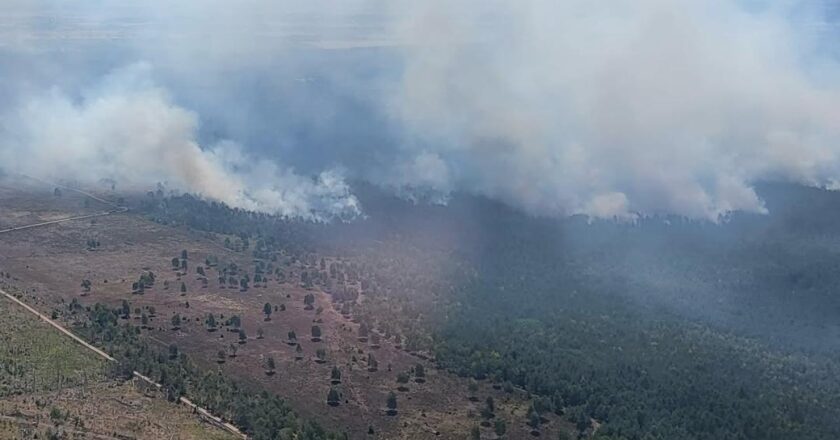 Almanya'nın üç eyaletinde orman yangına karşı mücadele devam ediyor
