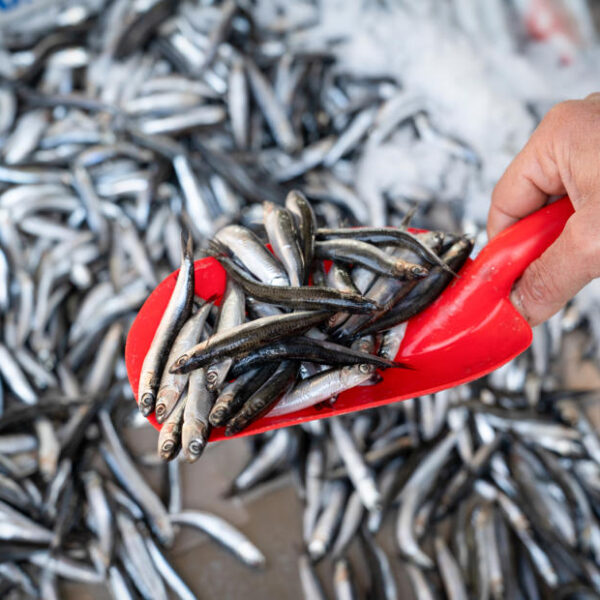 Hamside Tarihi Bolluk Dönemi Başladı