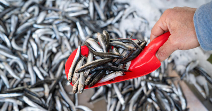 Hamside Tarihi Bolluk Dönemi Başladı